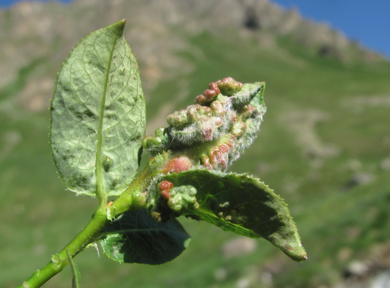 Image of Salix caucasica specimen.