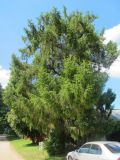 Larix decidua