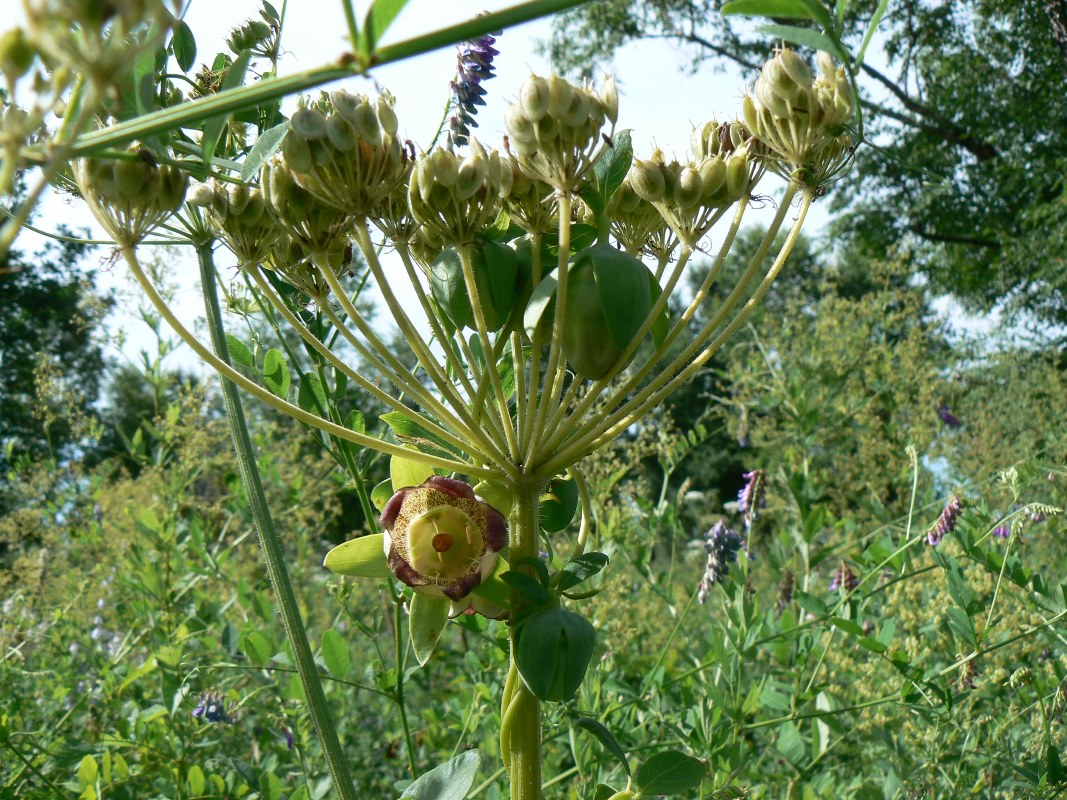 Image of Codonopsis lanceolata specimen.