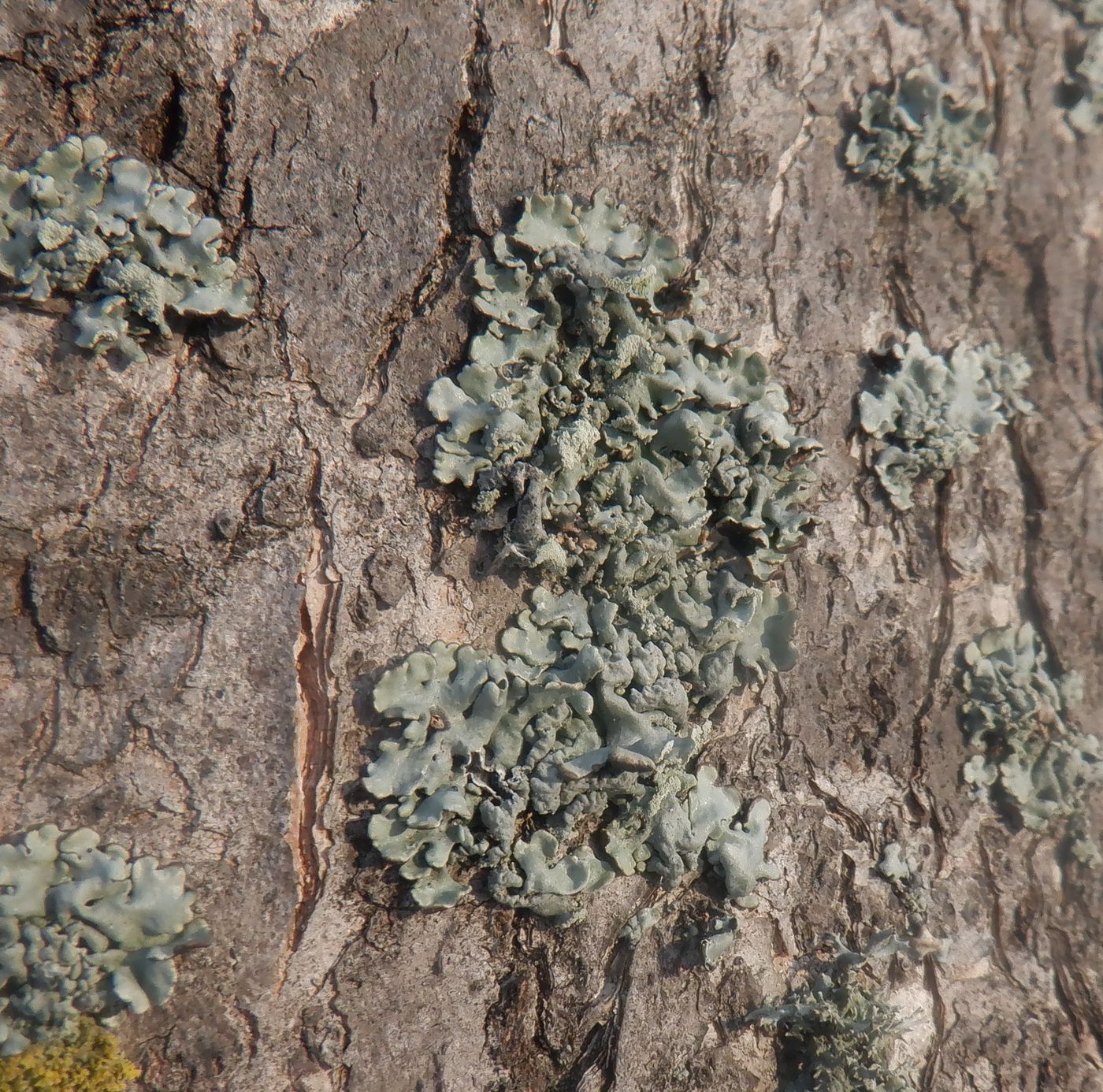 Image of class Lecanoromycetes specimen.