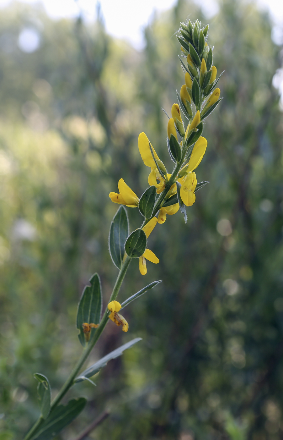 Image of Genista tinctoria specimen.