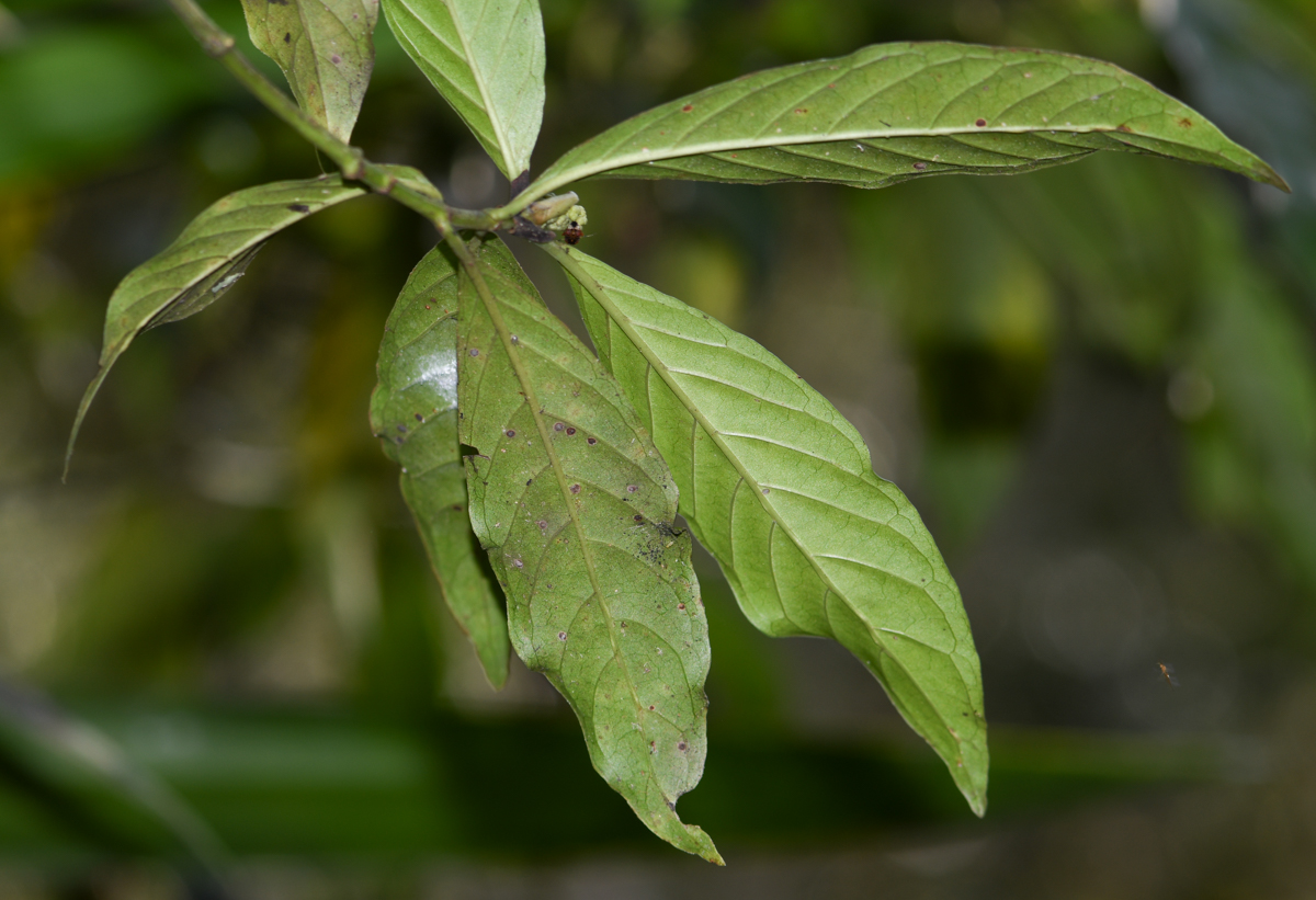 Изображение особи род Psychotria.