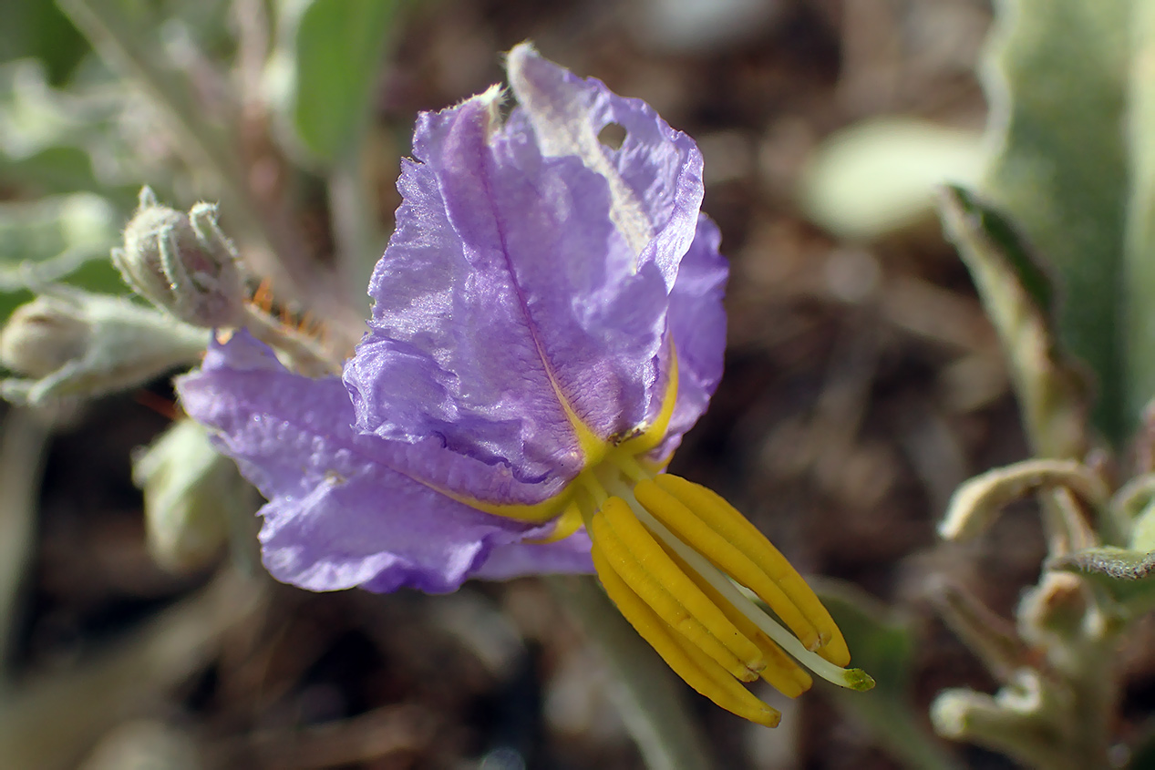 Изображение особи Solanum elaeagnifolium.