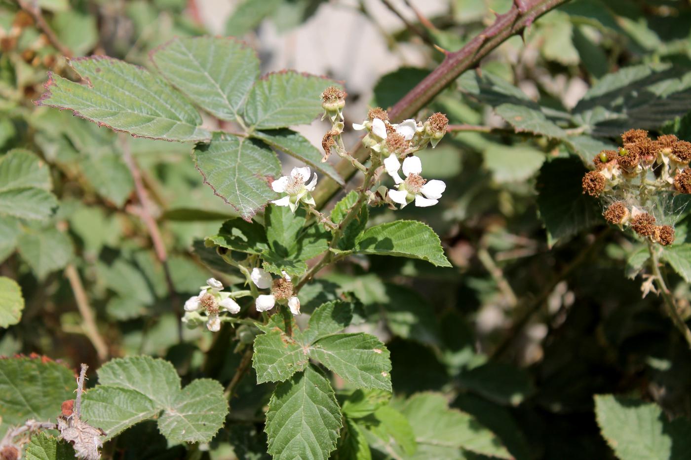 Image of genus Rubus specimen.