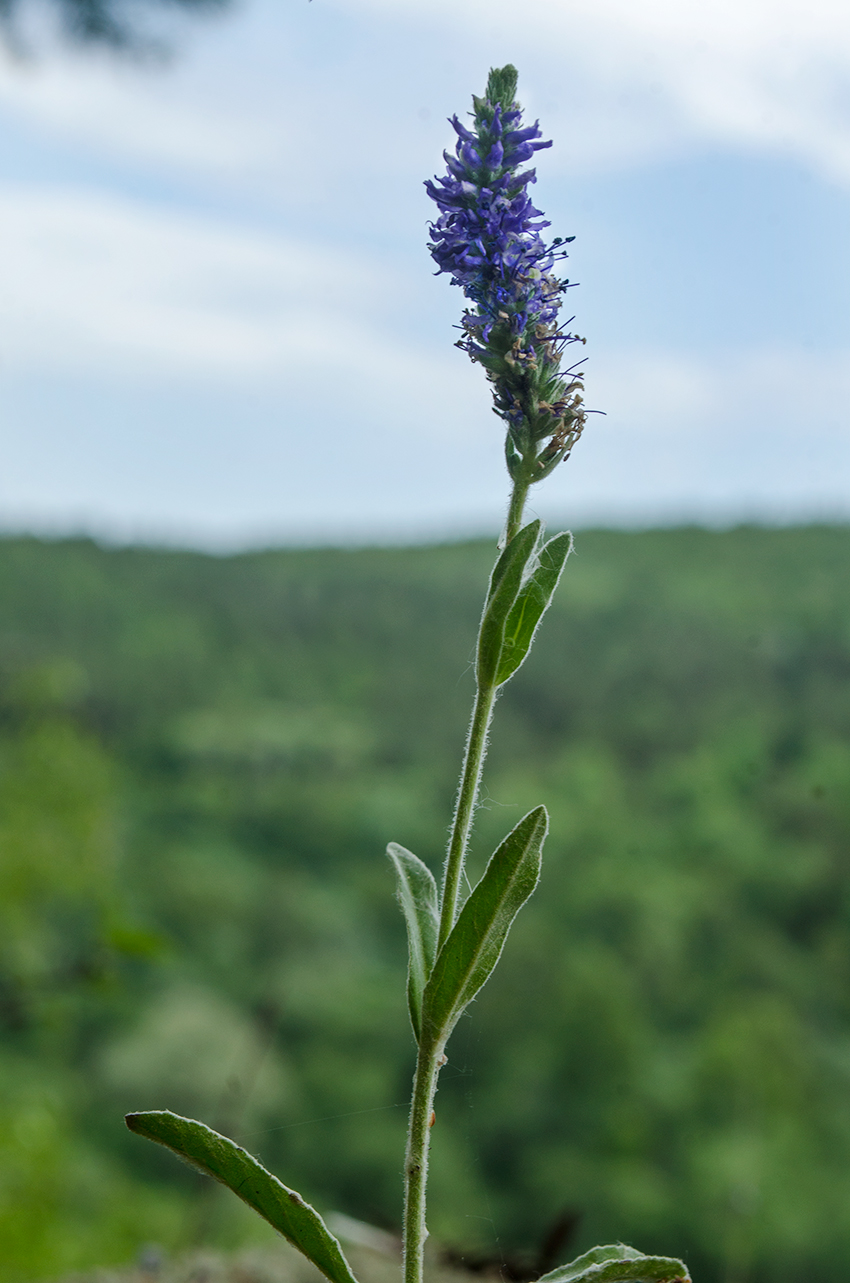 Изображение особи Veronica spicata.