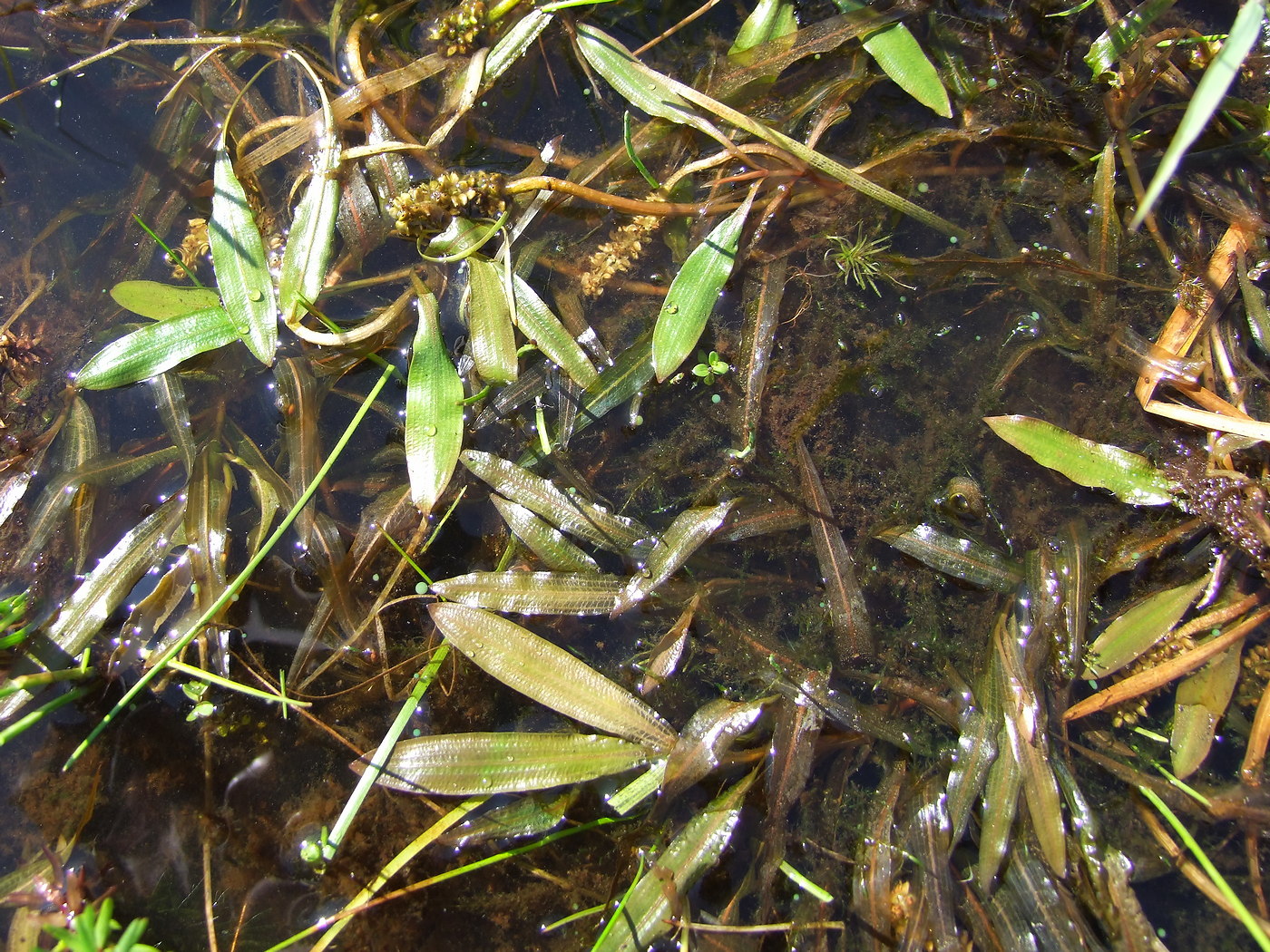 Image of Potamogeton alpinus specimen.