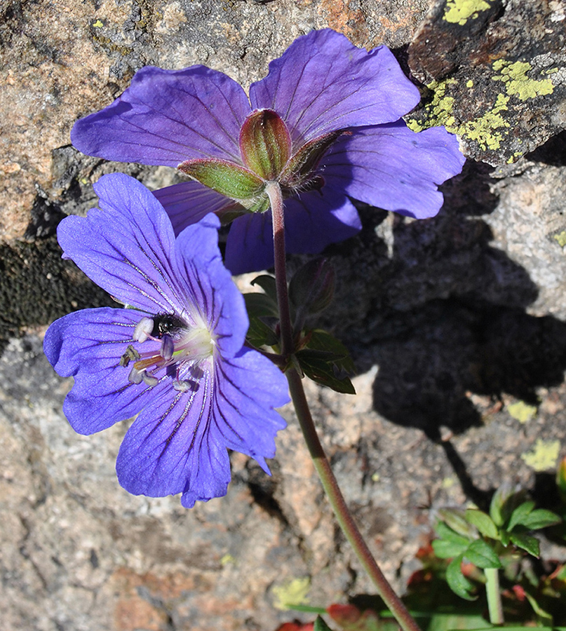 Image of Geranium gymnocaulon specimen.