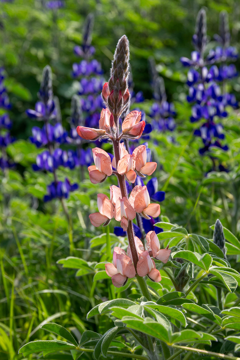 Изображение особи Lupinus pilosus.