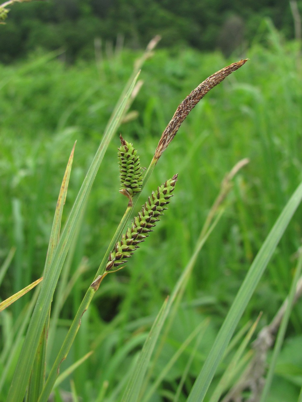 Image of Carex cespitosa specimen.