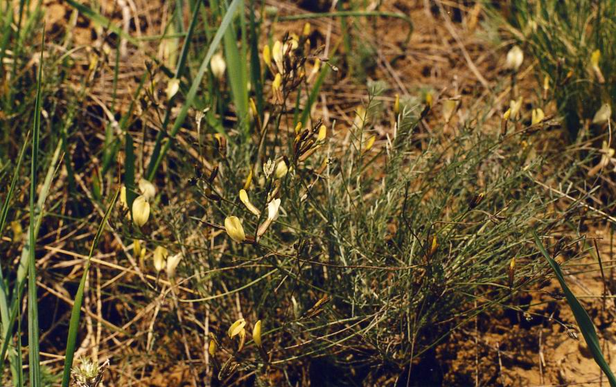 Image of Astragalus ucrainicus specimen.