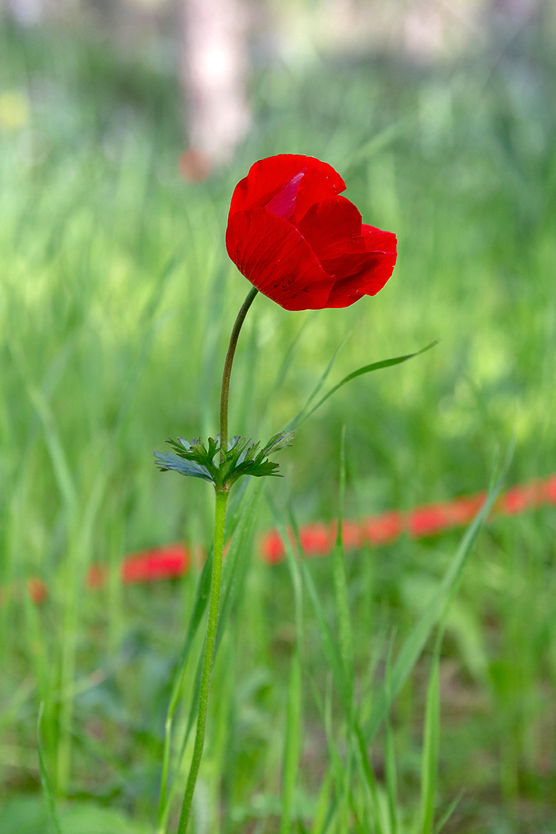 Image of Anemone coronaria specimen.