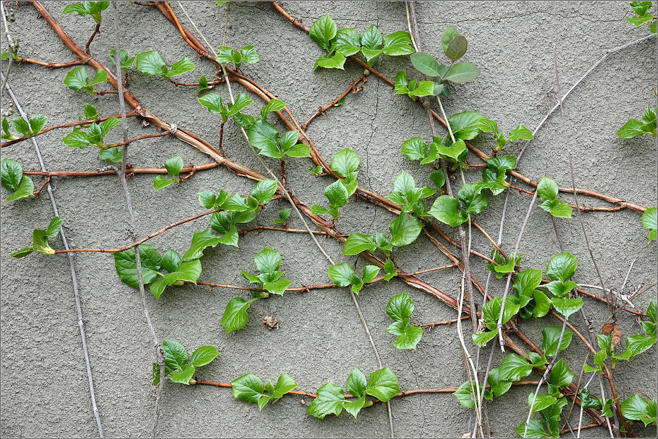 Image of Hydrangea petiolaris specimen.