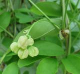 Смотреть изображение Akebia quinata