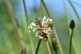 Plantago lanceolata