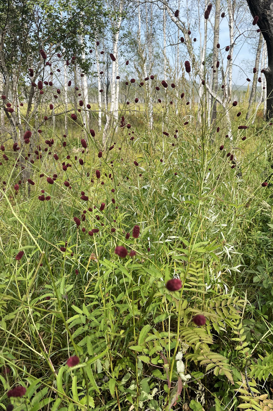 Image of Sanguisorba officinalis specimen.