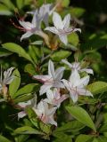 Rhododendron arborescens