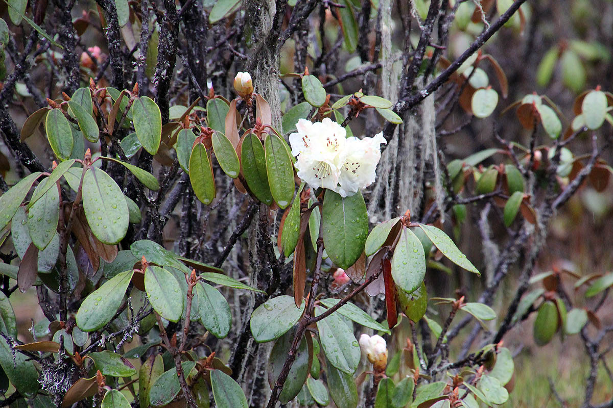 Изображение особи род Rhododendron.