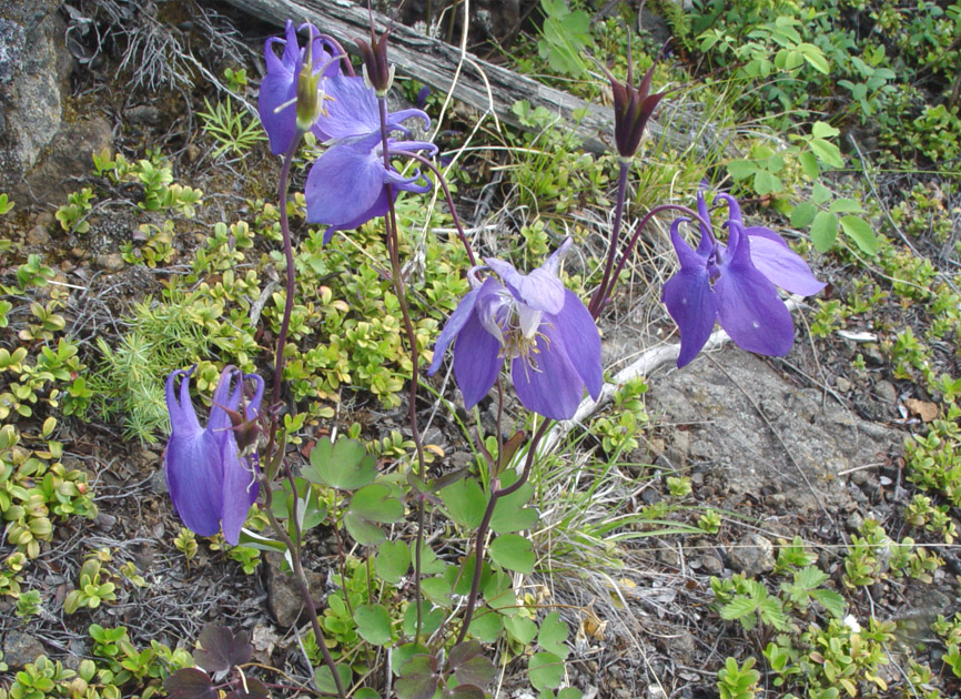 Image of Aquilegia sibirica specimen.