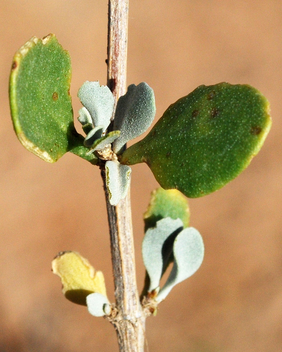 Image of Zygophyllum eurypterum specimen.