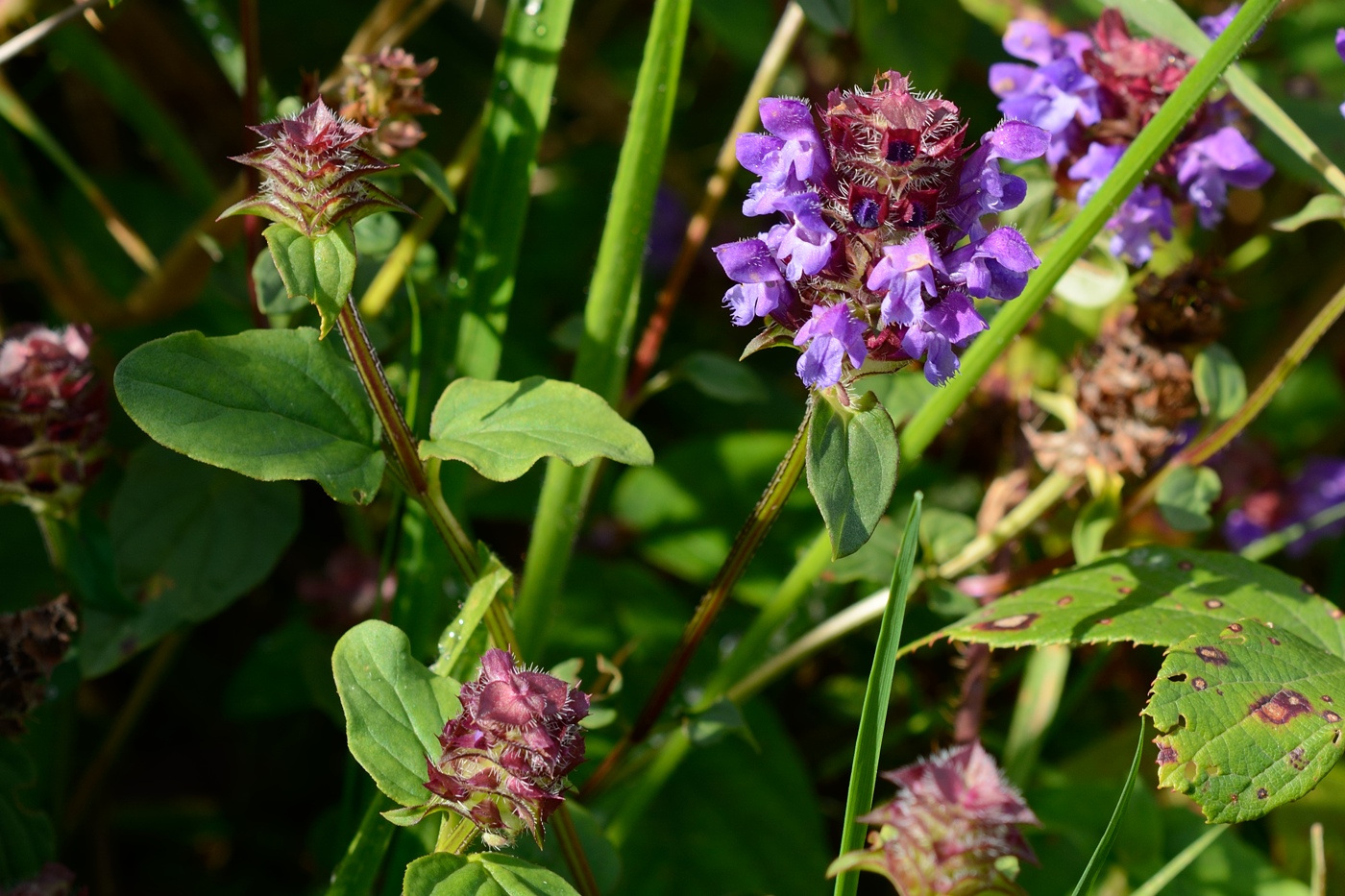 Image of Prunella vulgaris specimen.