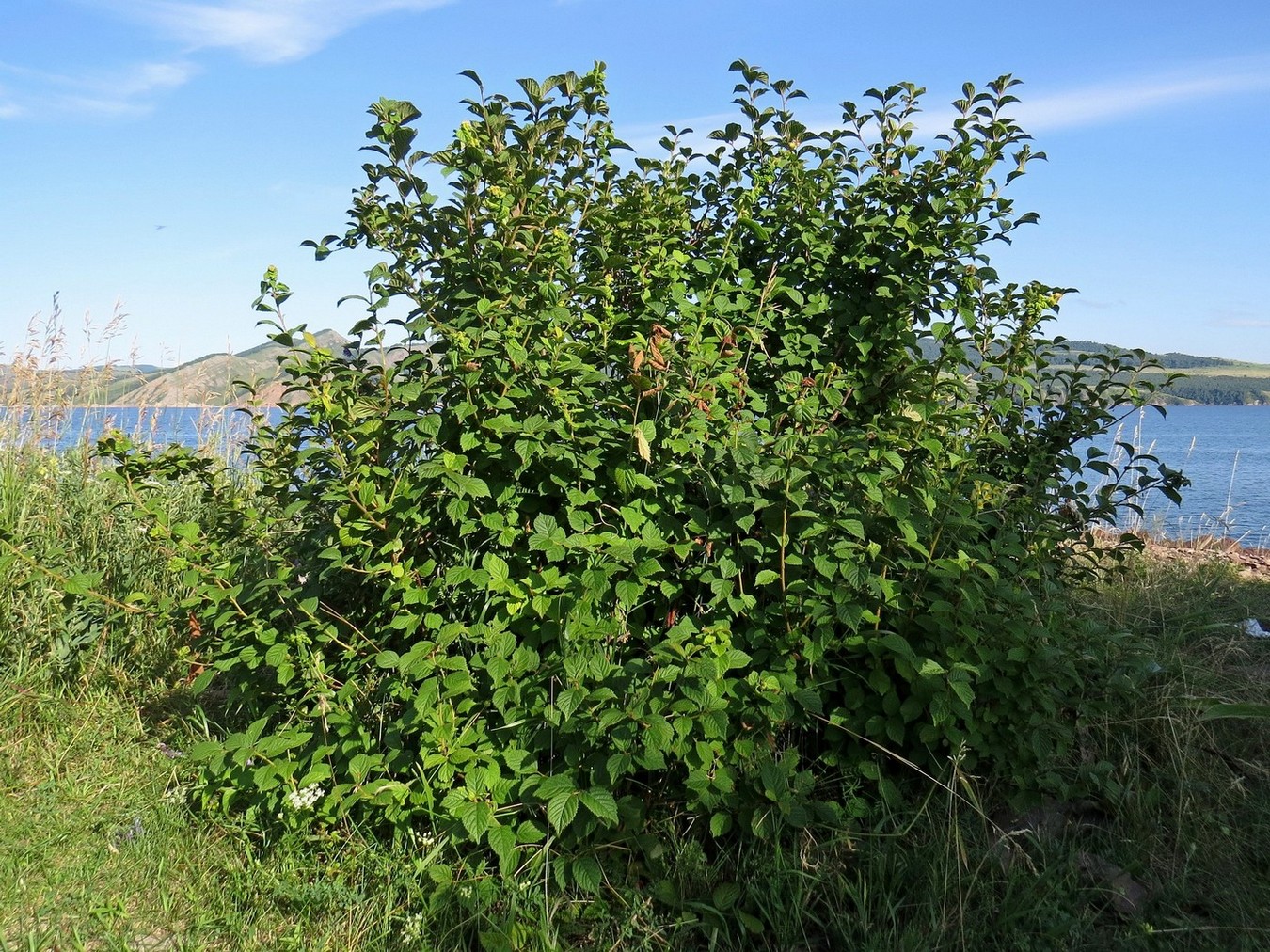 Изображение особи Cerasus tomentosa.