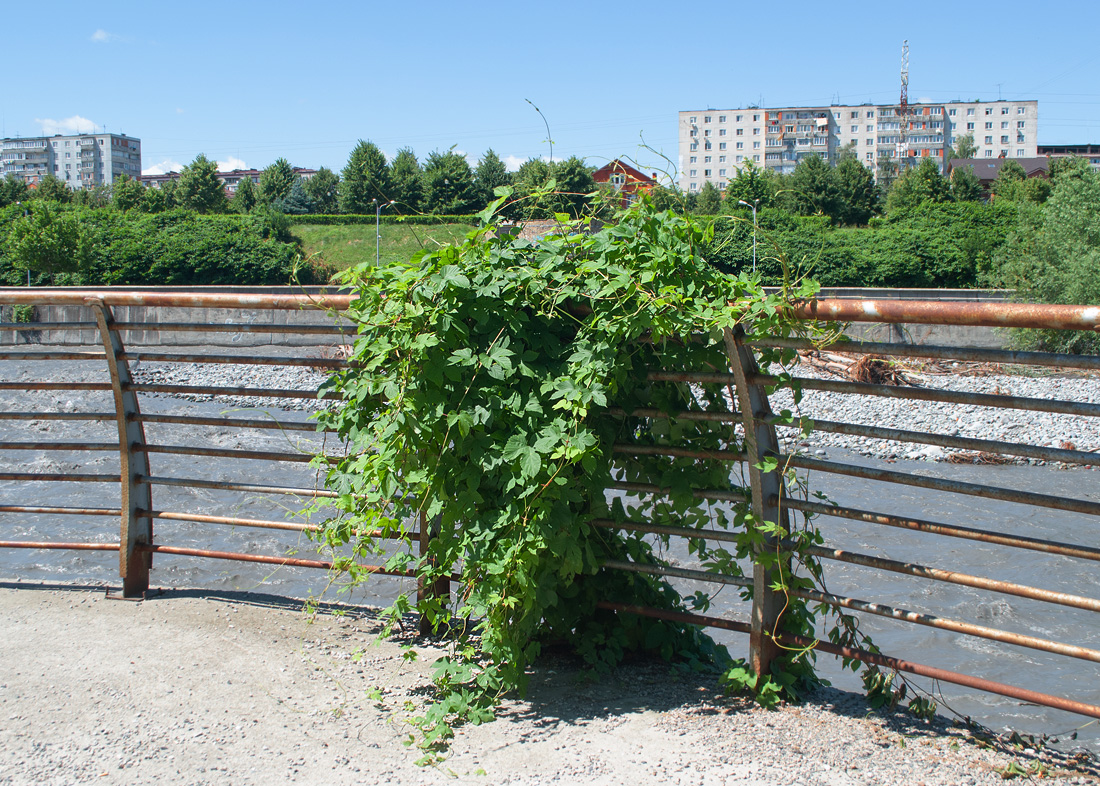 Изображение особи Humulus lupulus.