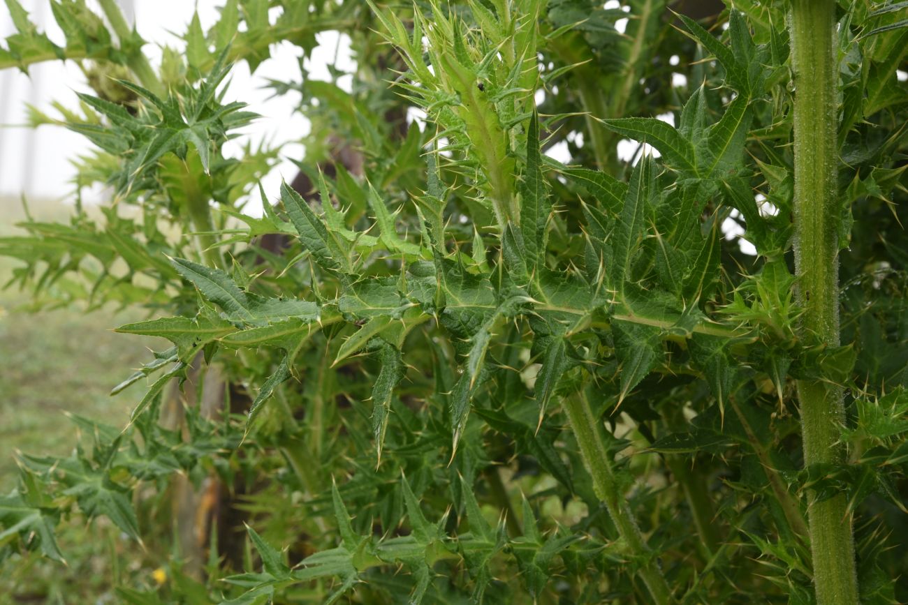 Image of genus Cirsium specimen.