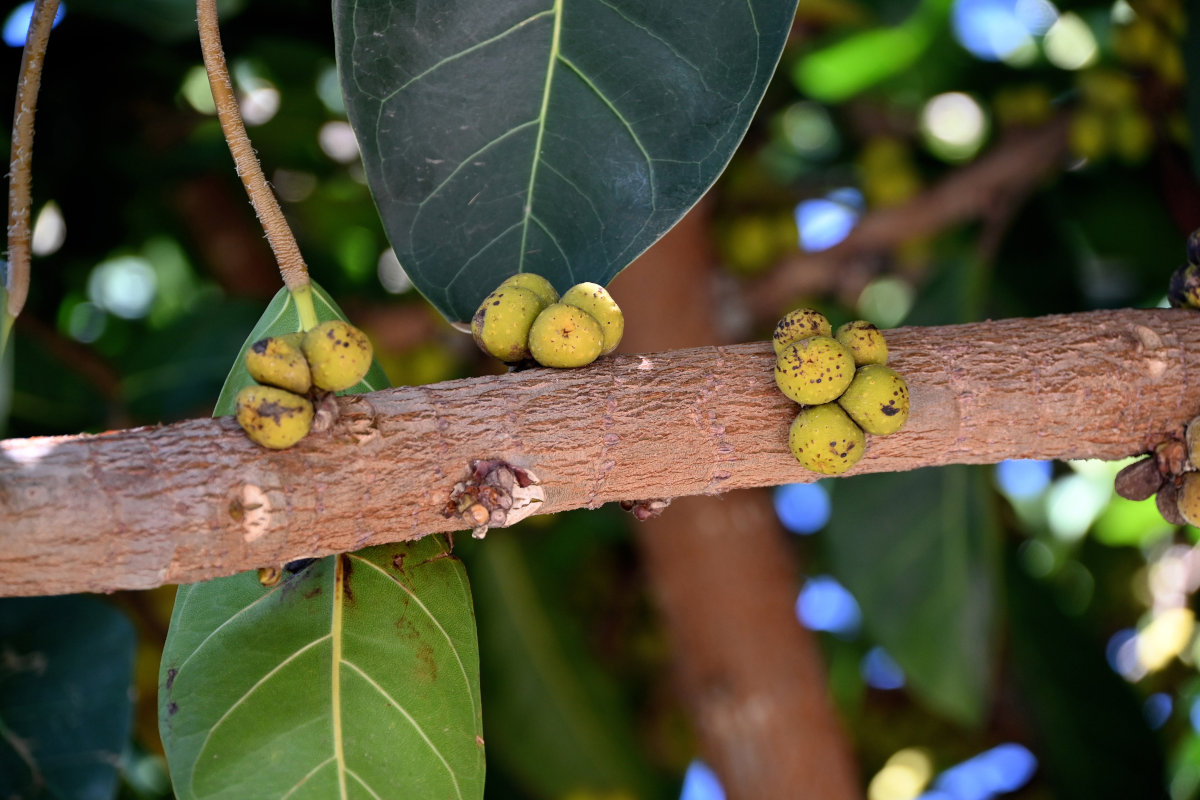 Изображение особи Ficus lutea.