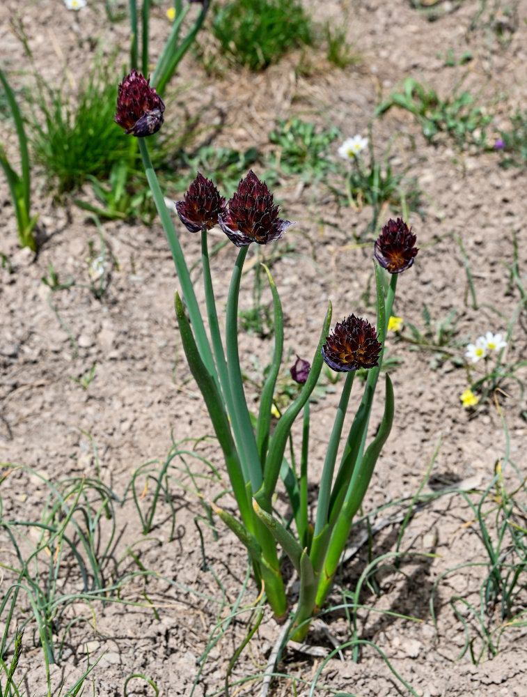 Image of Allium atrosanguineum specimen.