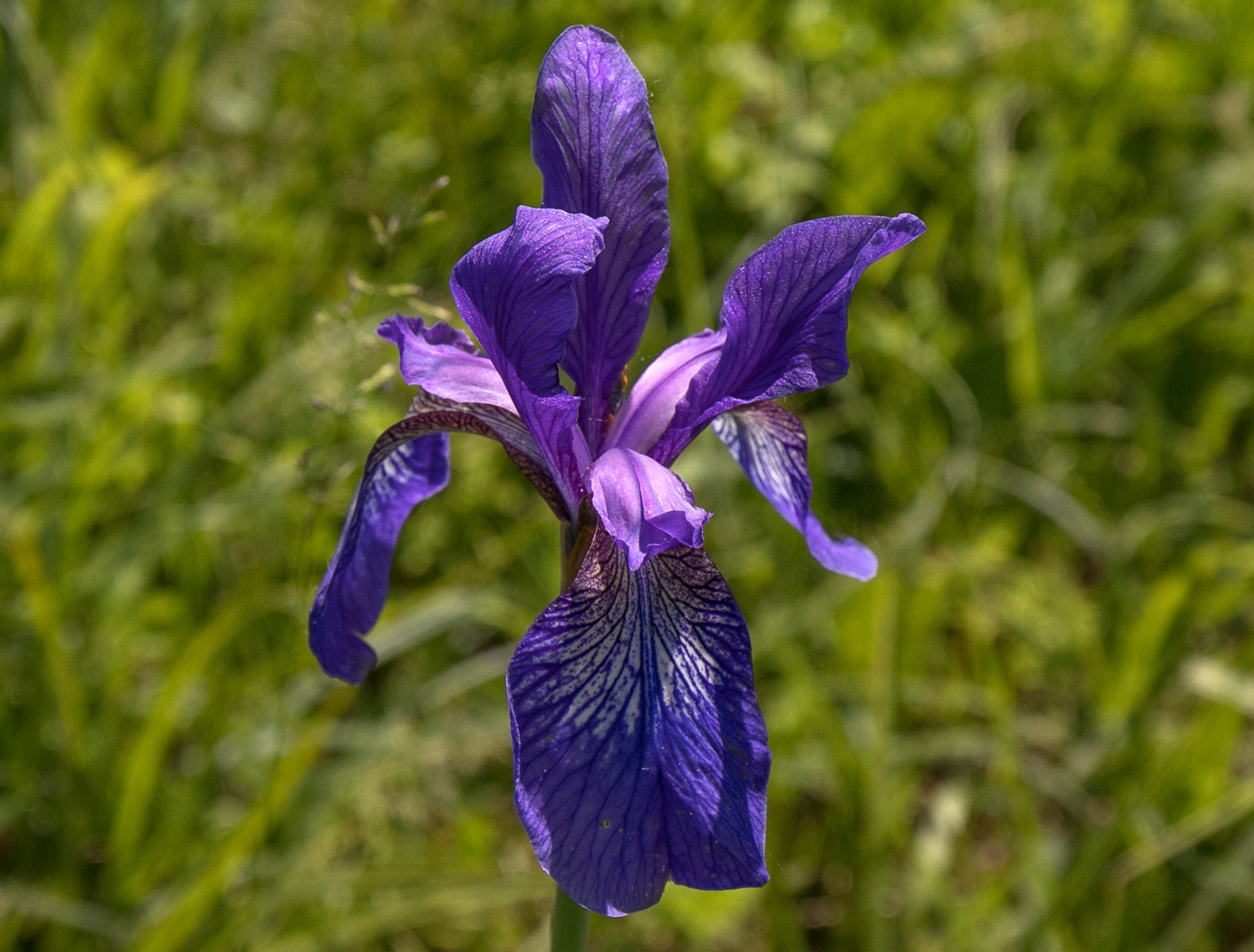 Изображение особи Iris sibirica.