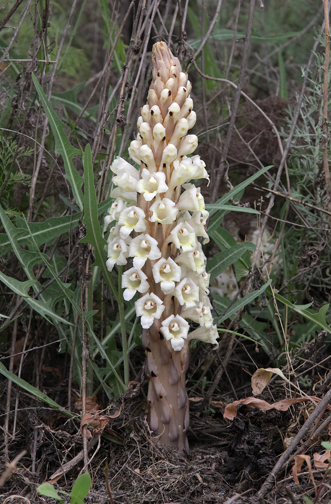 Image of Cistanche mongolica specimen.