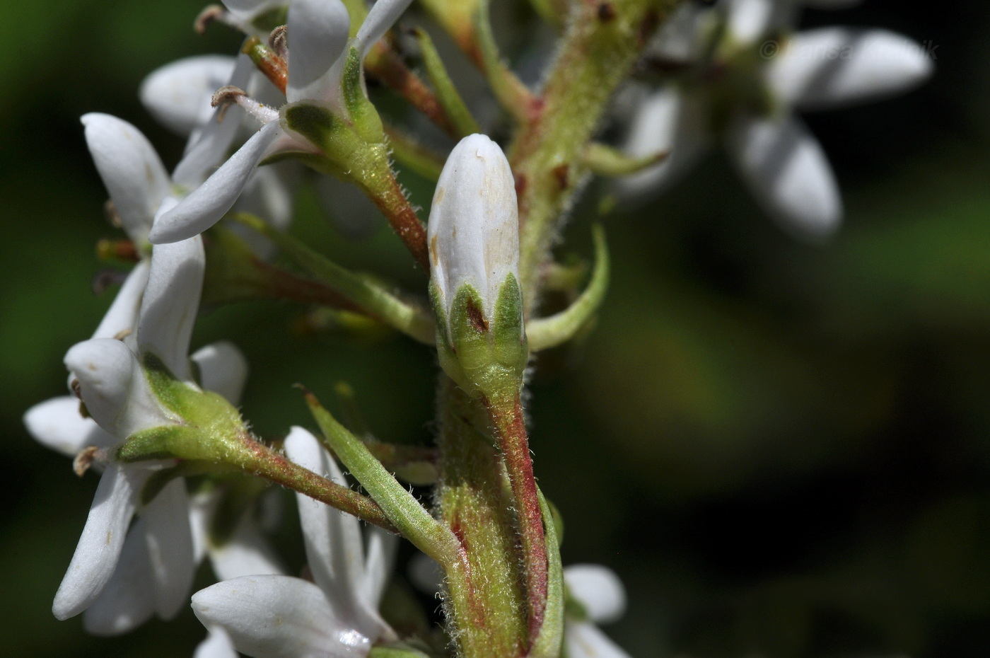 Image of Lysimachia clethroides specimen.