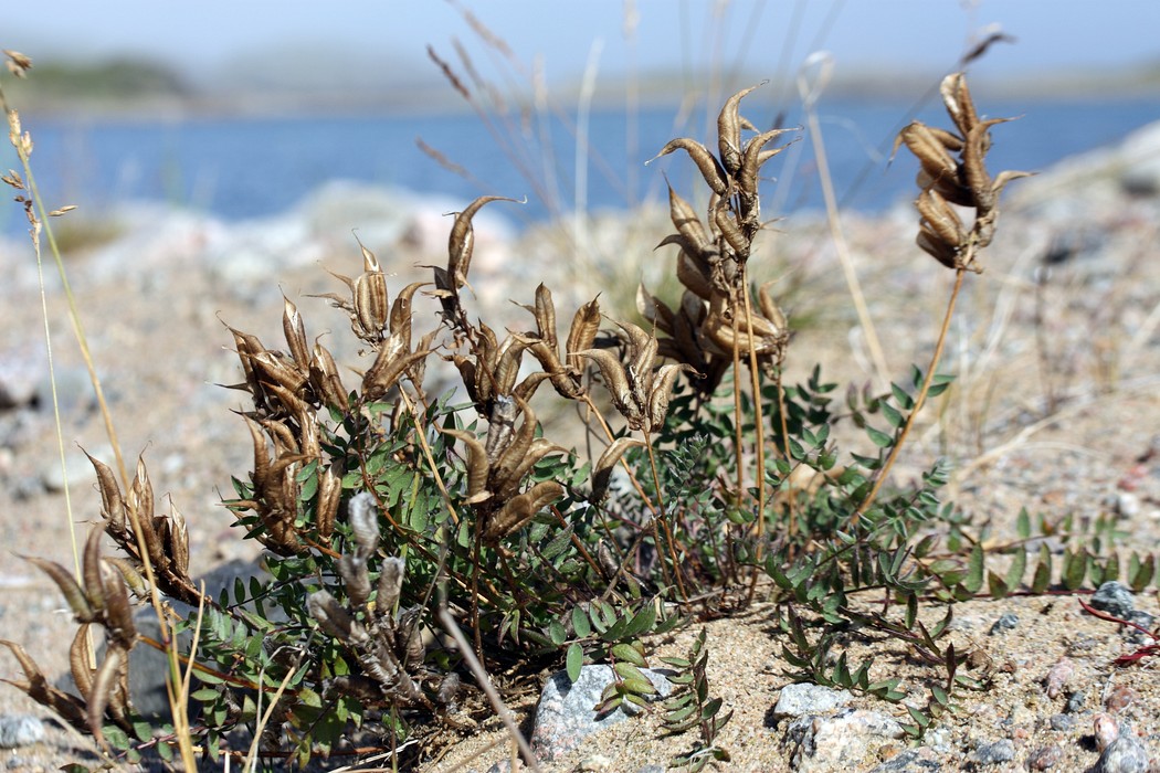 Image of Oxytropis sordida specimen.