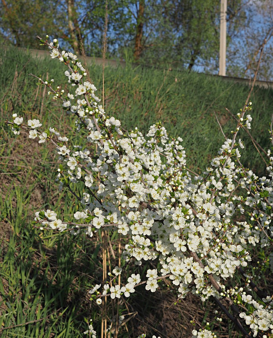 Image of Prunus spinosa specimen.