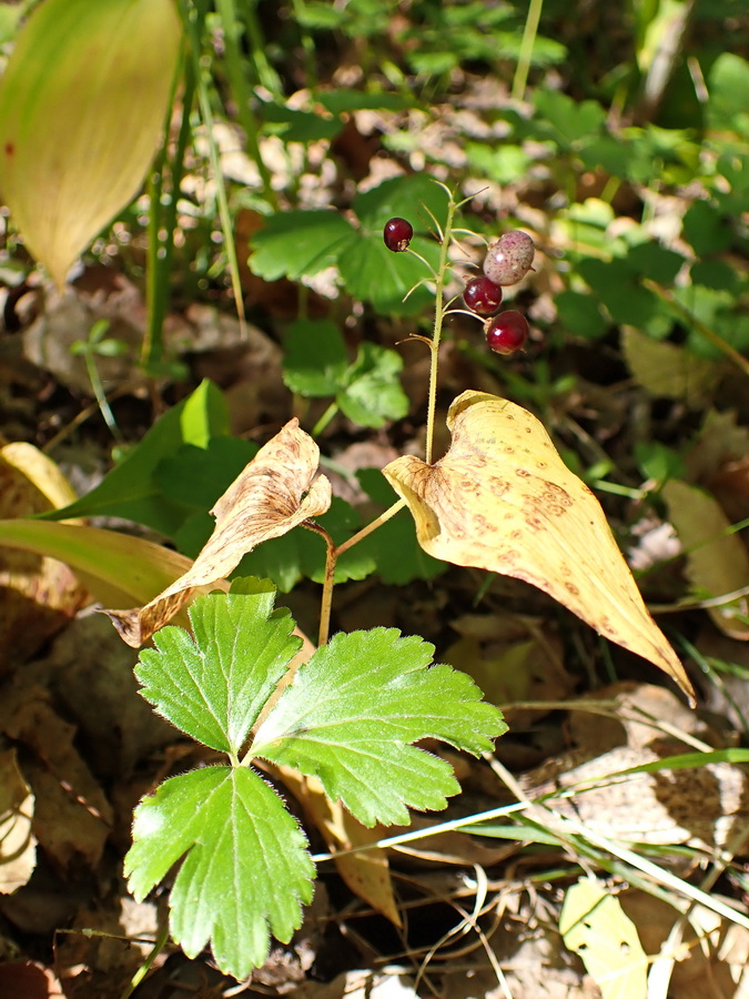 Изображение особи Maianthemum bifolium.