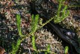 Lycopodium annotinum