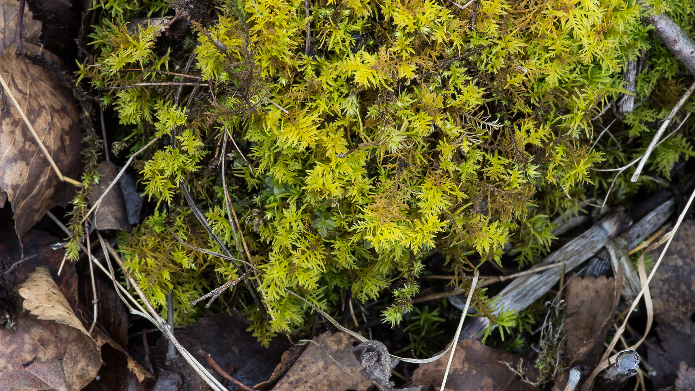 Image of Thuidium recognitum specimen.