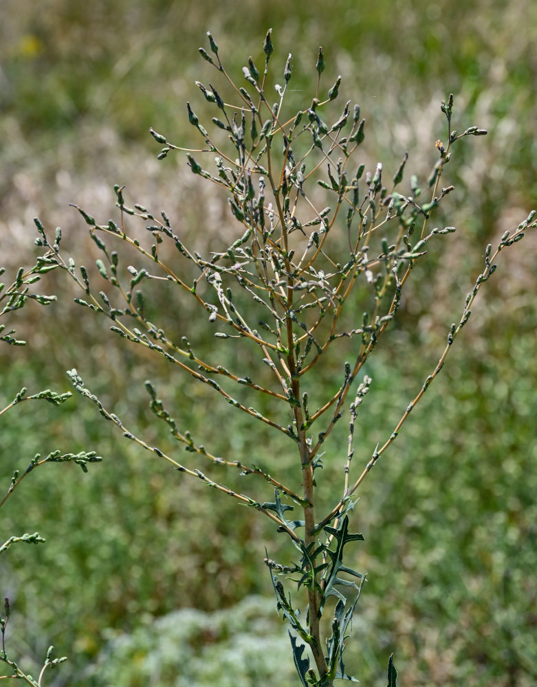 Image of Lactuca serriola specimen.