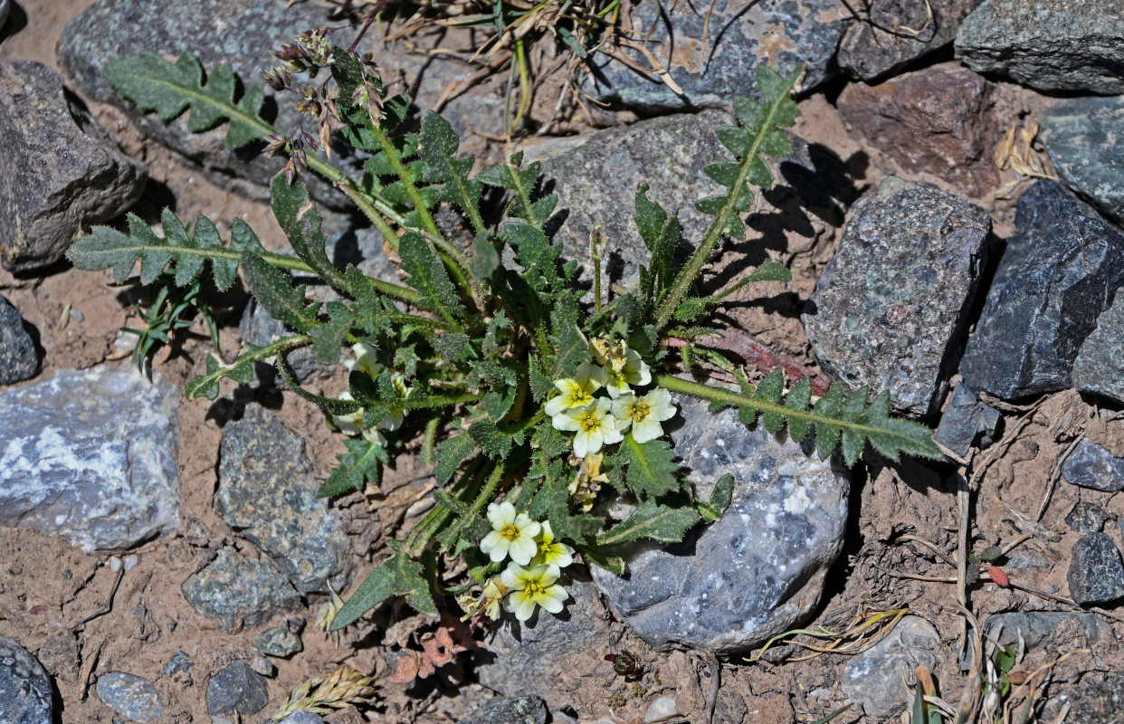 Image of Chorispora macropoda specimen.