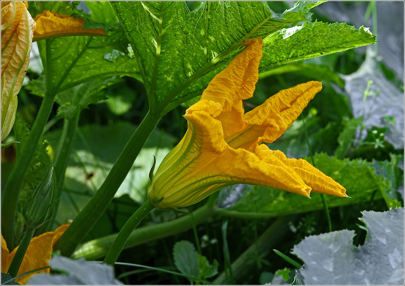 Image of Cucurbita pepo specimen.