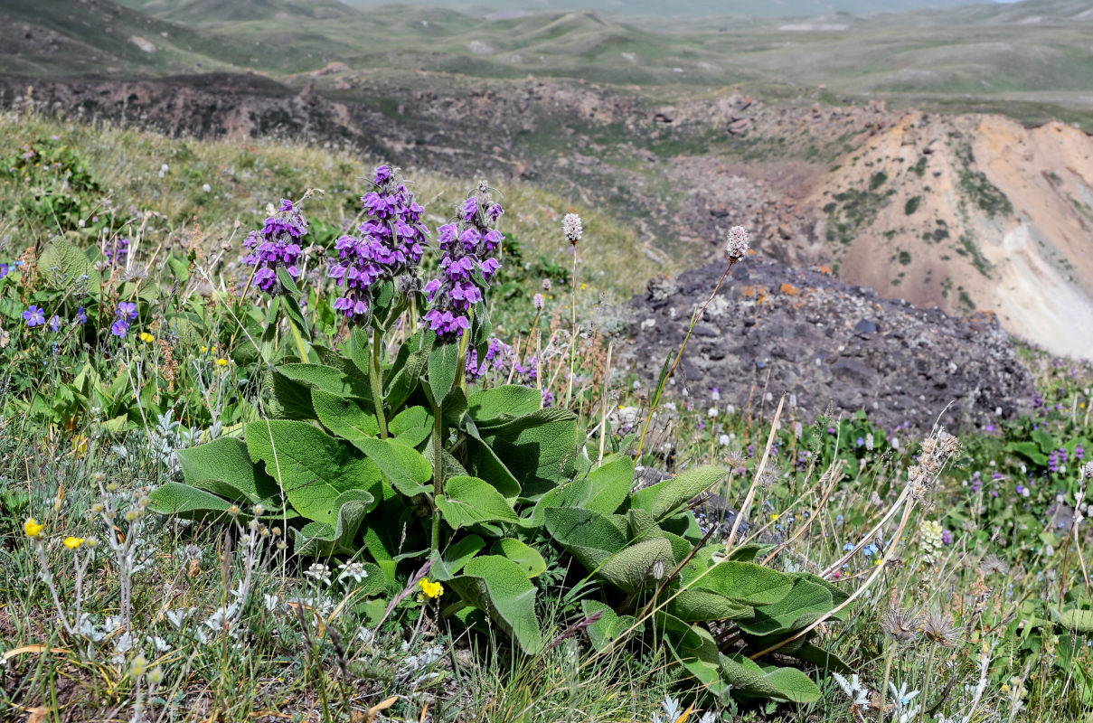 Image of Phlomoides oreophila specimen.