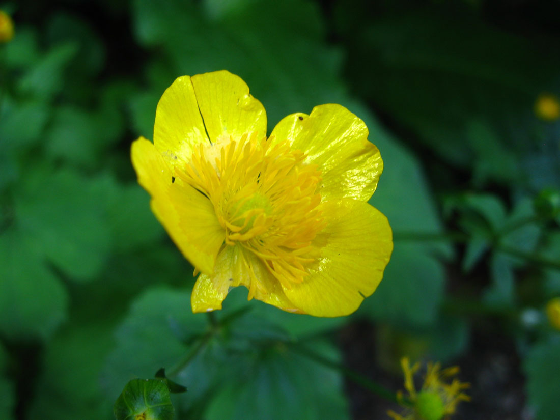 Image of genus Ranunculus specimen.