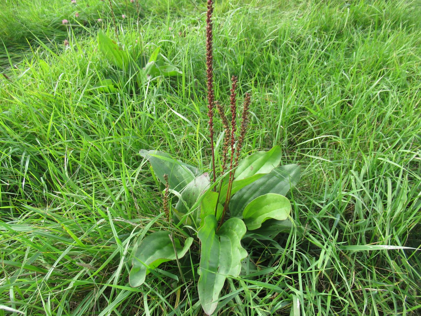 Image of Plantago cornuti specimen.