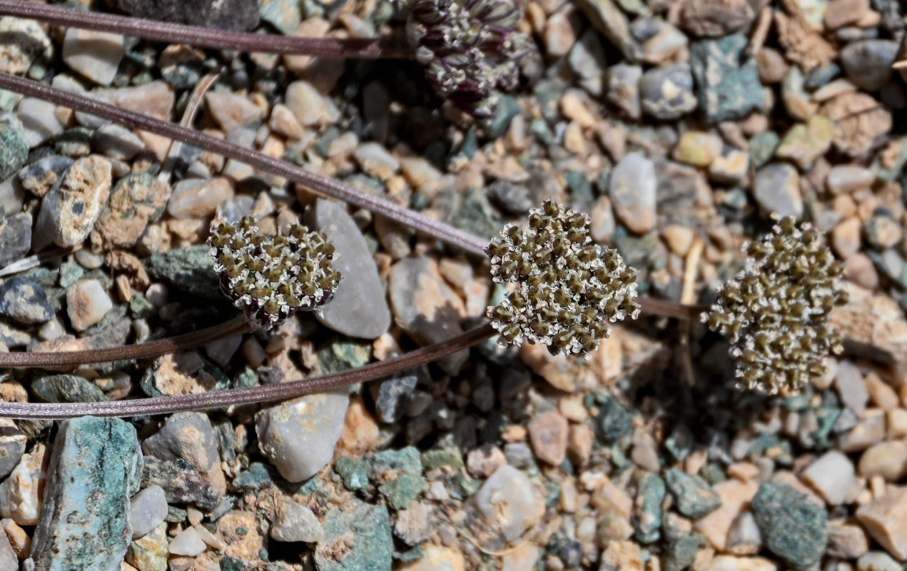 Image of familia Apiaceae specimen.