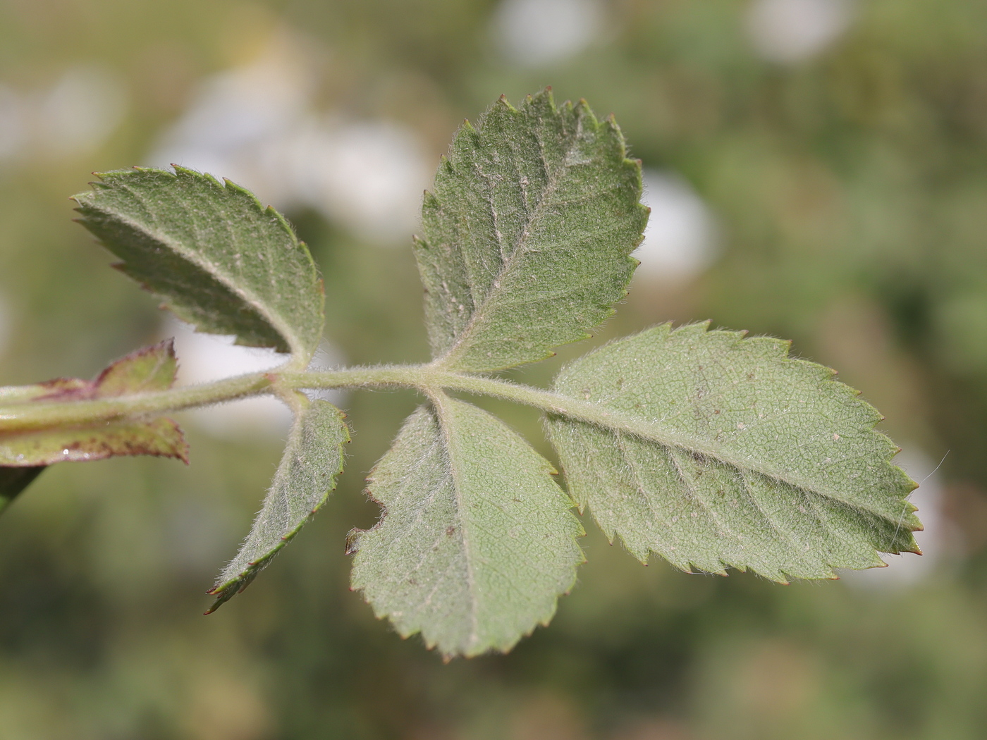 Image of Rosa tomentosa specimen.