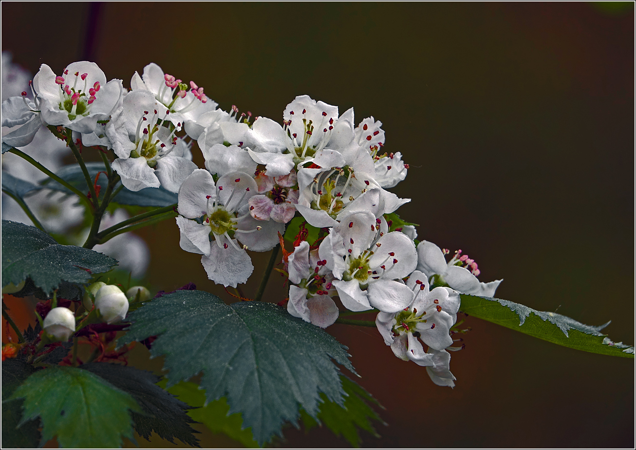 Изображение особи род Crataegus.