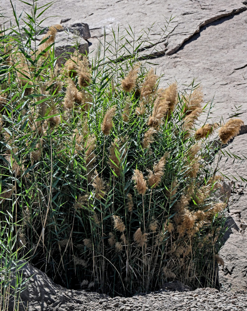 Image of Phragmites australis specimen.