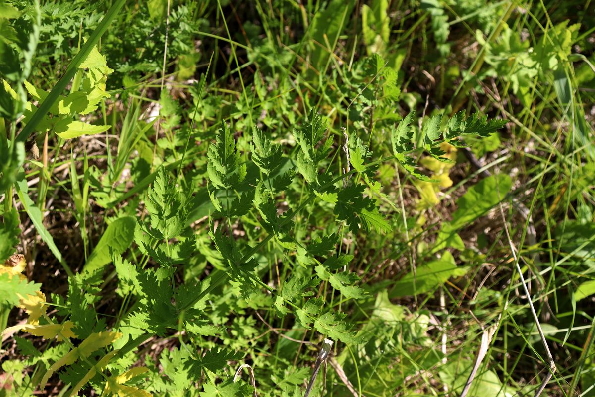 Image of Seseli libanotis specimen.