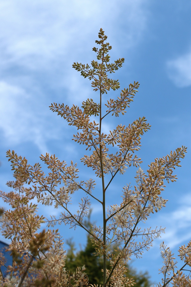 Image of Macleaya cordata specimen.