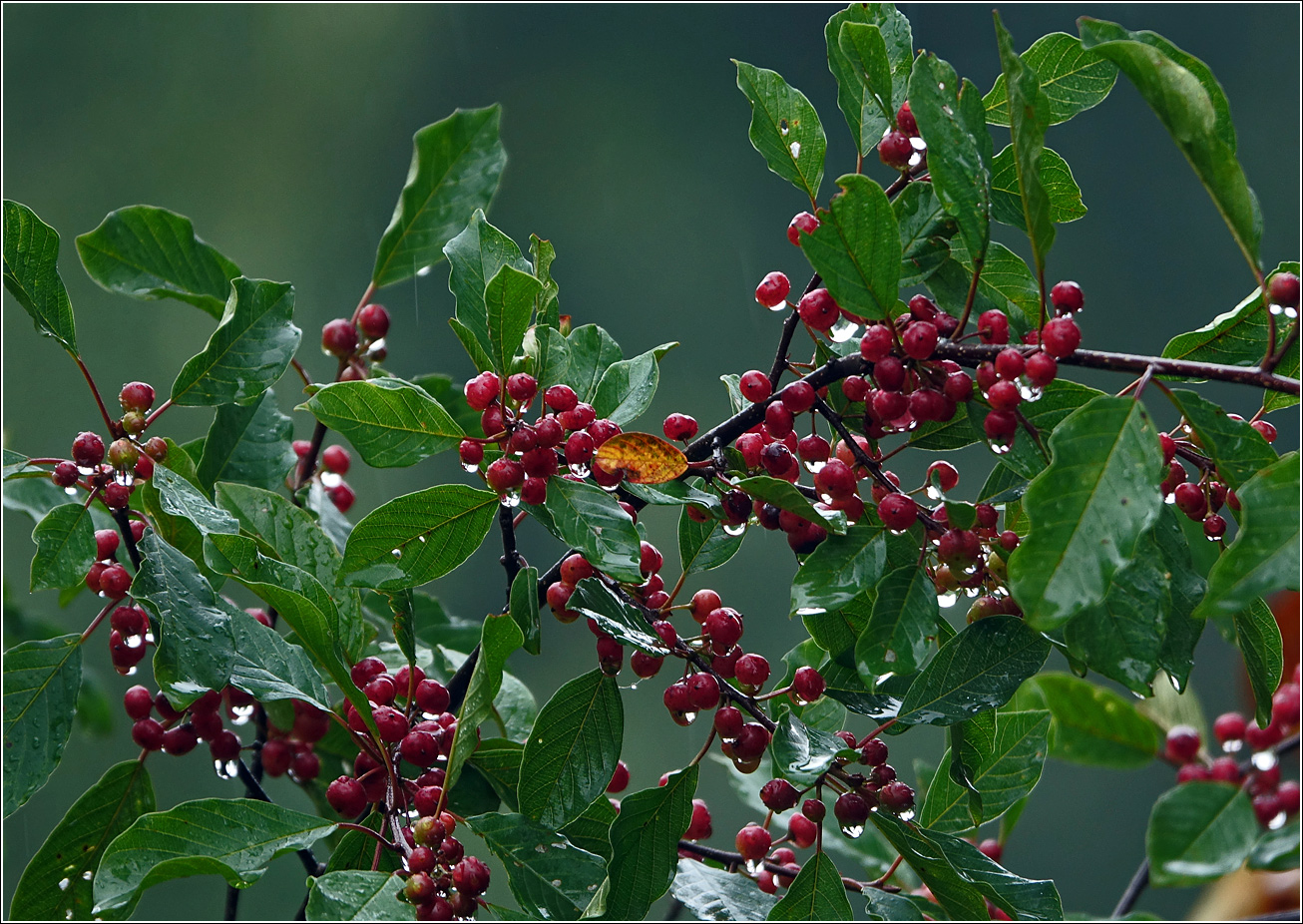 Изображение особи Frangula alnus.